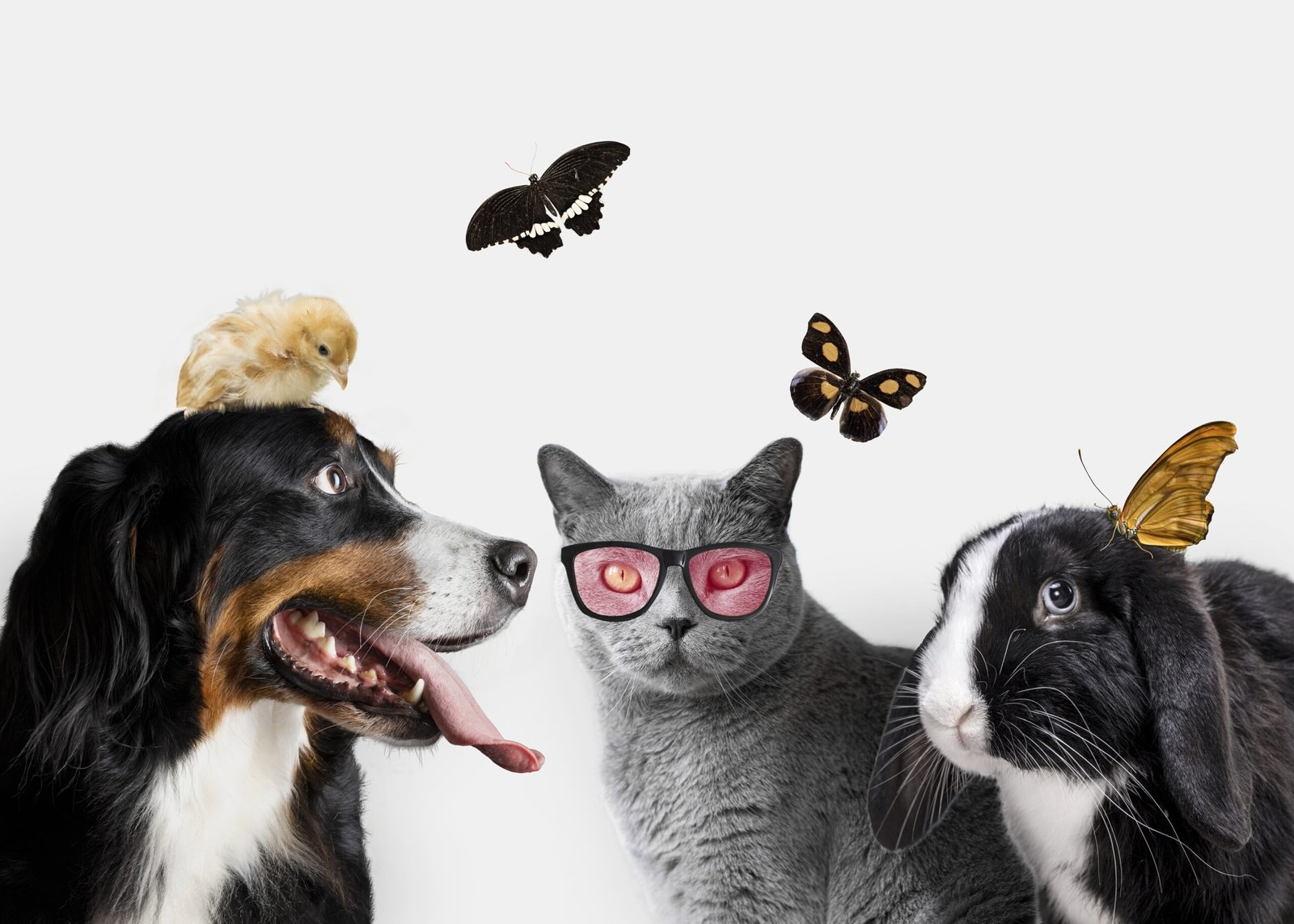 Why Pets Make Life Better: A Beginner’s Guide to Choosing Your First Companion