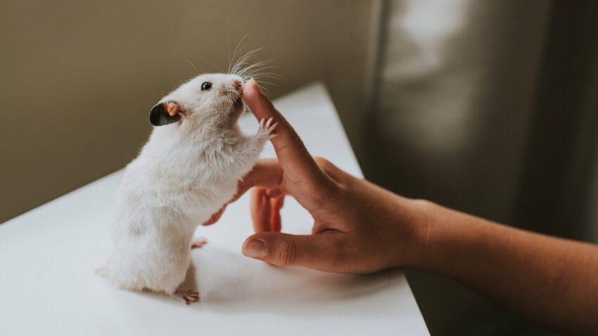 low maintenance pet