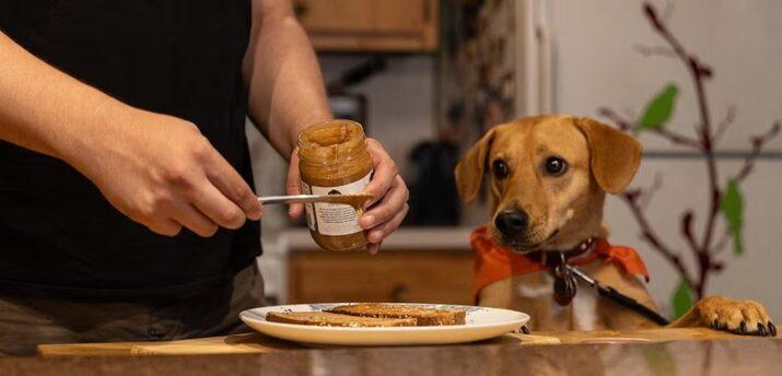 dog food