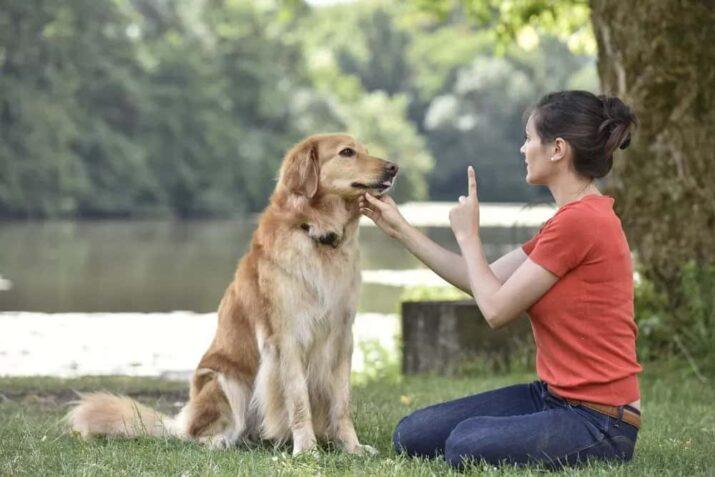 7 signs you have a genius pup