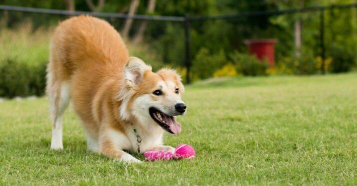 happy-dog